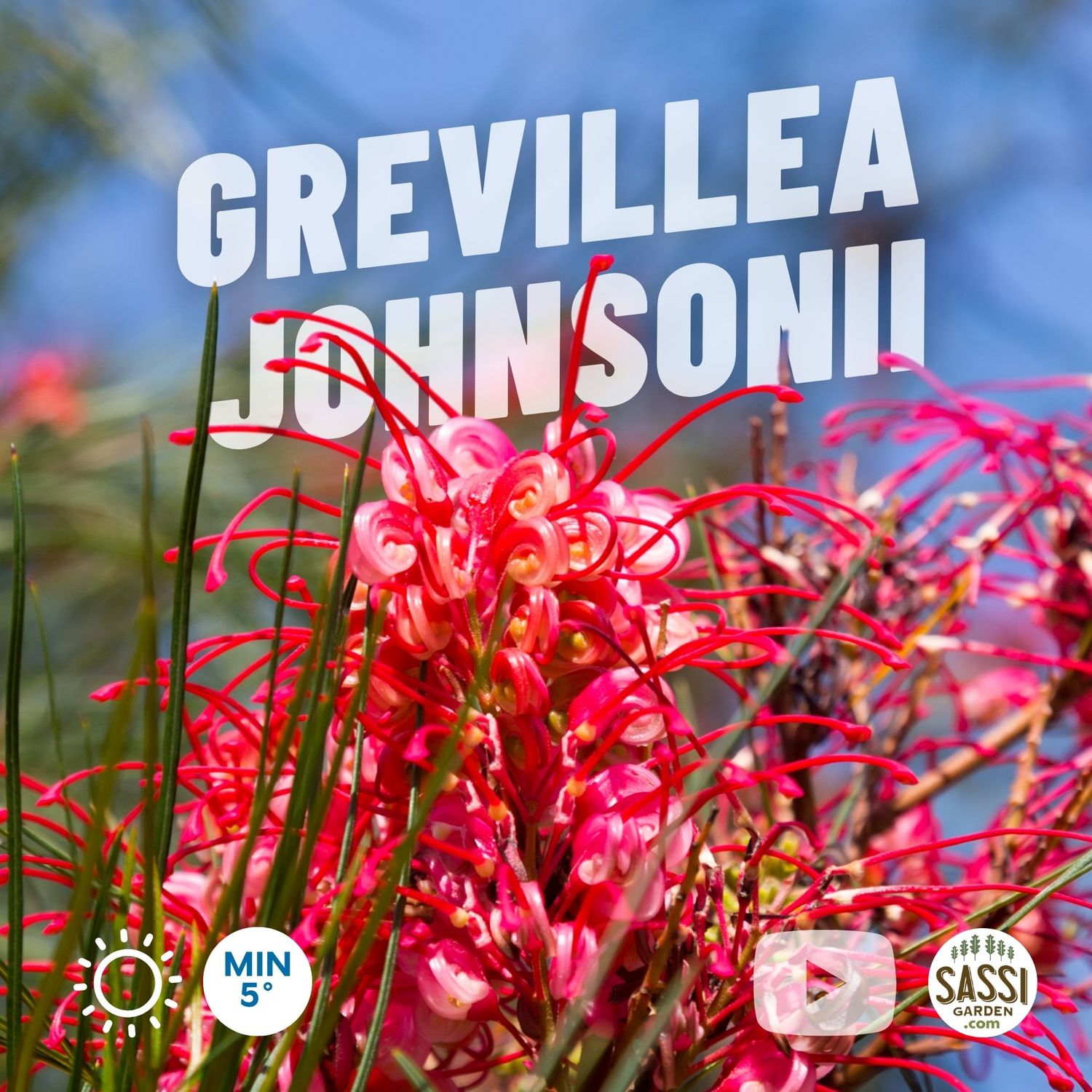 Grevillea johnsonii - vaso Ø40 cm