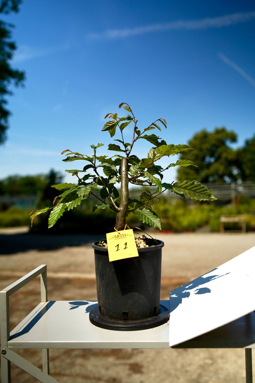 Carpino Bianco, Carpinus betulus, pezzo unico n. 11 - 23 cm PREBONSAI, BONSAI