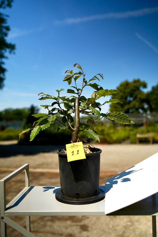 Carpino Bianco, Carpinus betulus, pezzo unico n. 11 - 23 cm PREBONSAI, BONSAI