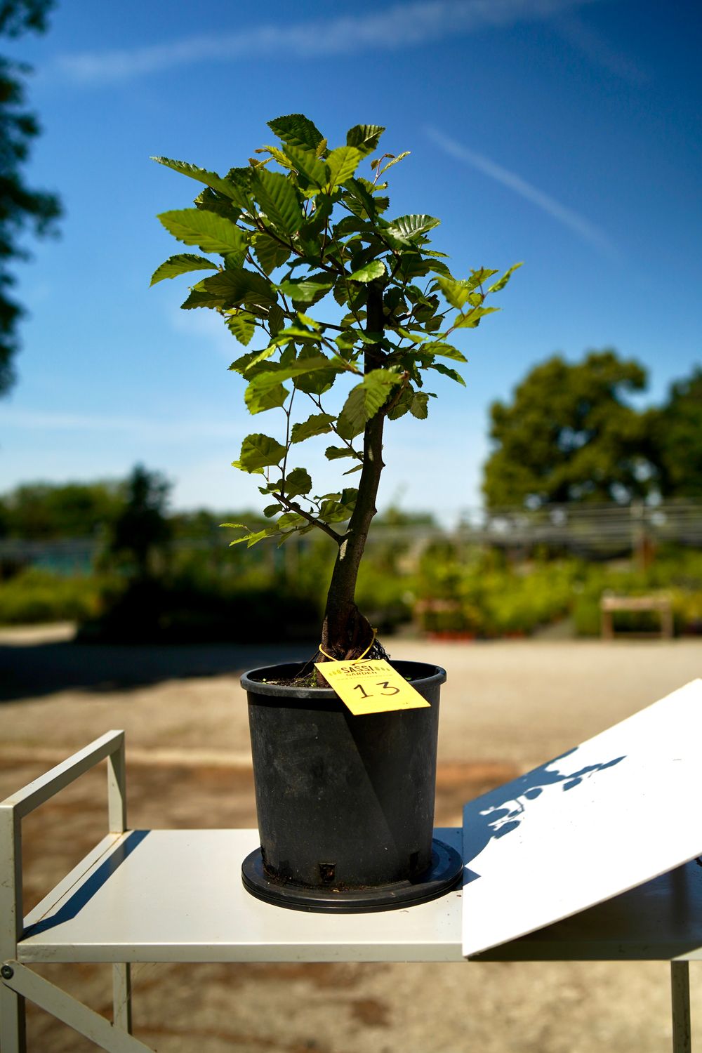 Carpino Bianco, Carpinus Betulus, Pezzo Unico n. 13 - 45 cm PREBONSAI, BONSAI