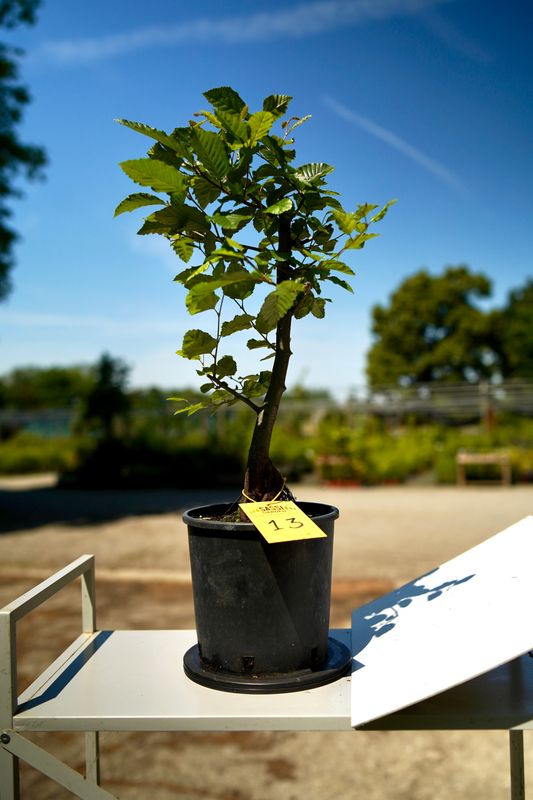 Carpino Bianco, Carpinus Betulus, Pezzo Unico n. 13 - 45 cm PREBONSAI, BONSAI