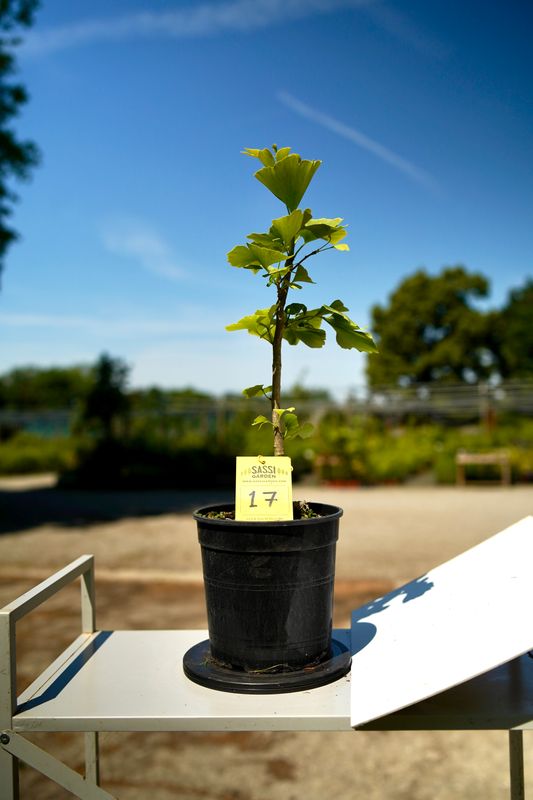 Ginkgo biloba, Pezzo Unico n. 17 - 34 cm PREBONSAI, BONSAI