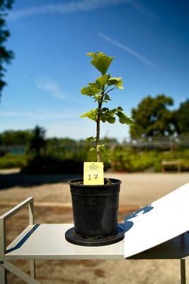 Ginkgo biloba, Pezzo Unico n. 17 - 34 cm PREBONSAI, BONSAI Ginkgo biloba, Pezzo Unico n. 17 - 34 cm PREBONSAI, BONSAI