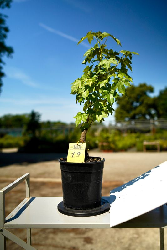 Liquidambar styraciflua, Storace americano, Pezzo Unico n. 19 - h 43 cm PREBONSAI - BONSAI