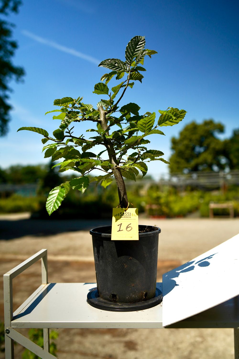 Carpino Bianco, Carpinus Betulus, Pezzo Unico n. 16 - 30 cm PREBONSAI, BONSAI