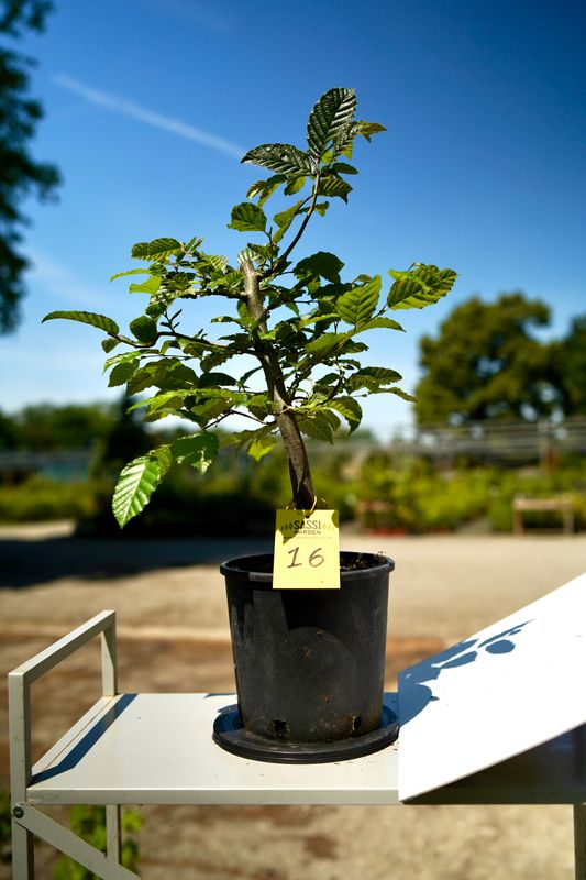 Carpino Bianco, Carpinus Betulus, Pezzo Unico n. 16 - 30 cm PREBONSAI, BONSAI