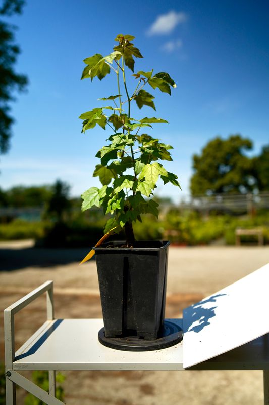 Liquidambar styraciflua, Storace americano, Pezzo Unico n. 20 - h 36 cm PREBONSAI, BONSAI