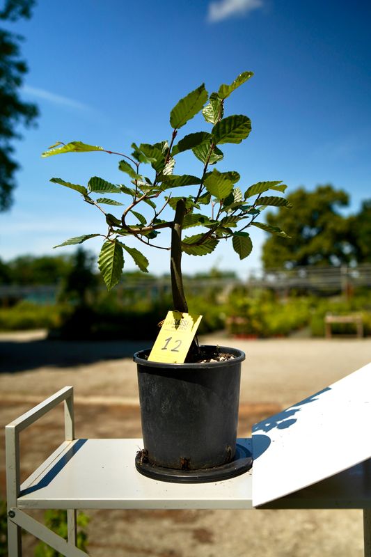 Carpino Bianco, Carpinus betulus, pezzo unico n. 12 - 35 cm PREBONSAI, BONSAI