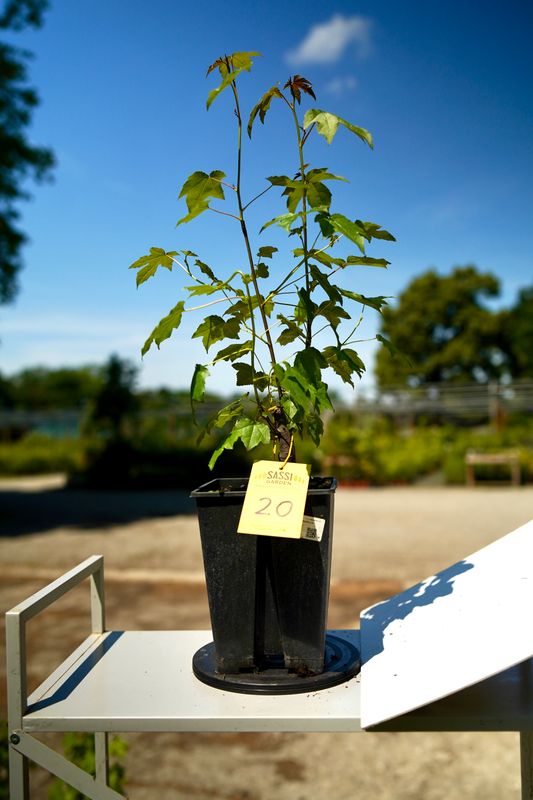 Liquidambar styraciflua, Storace americano, Pezzo Unico n. 20 - h 36 cm PREBONSAI, BONSAI
