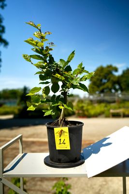 Carpino Bianco, Carpinus Betulus, Pezzo Unico n. 14 - 32 cm PREBONSAI, BONSAI