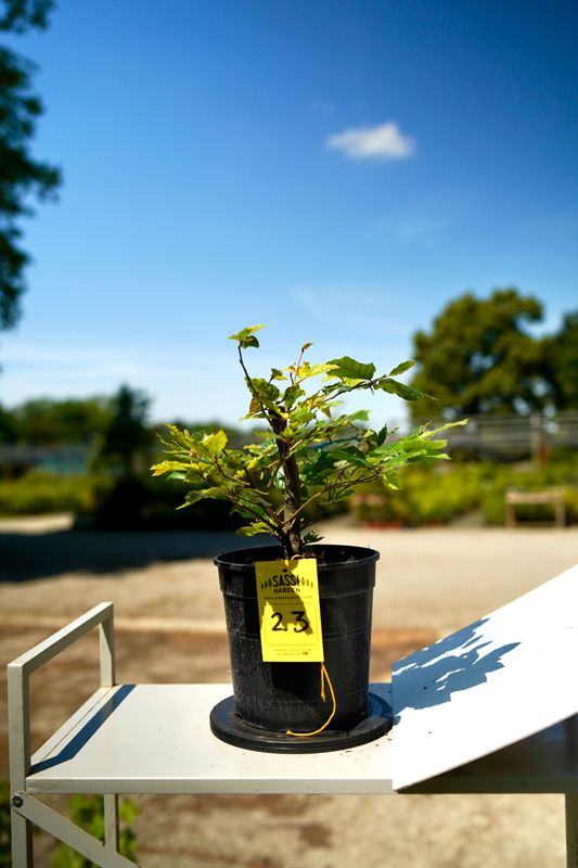 Carpino Bianco, Carpinus Betulus, Pezzo Unico n. 23 - 24 cm PREBONSAI, BONSAI