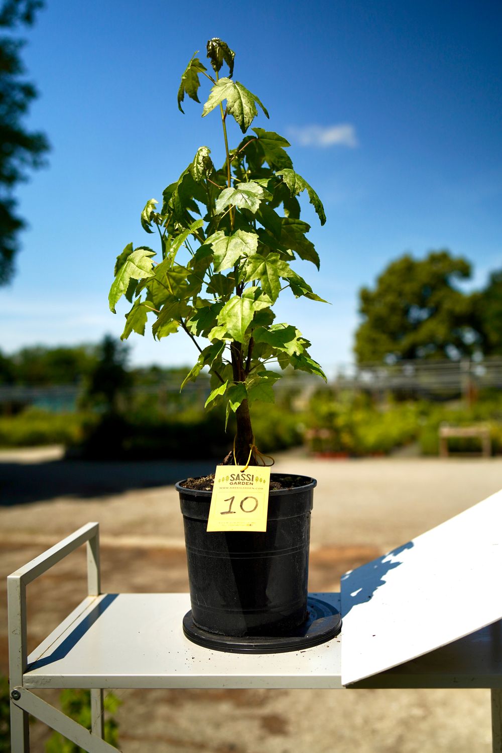 Liquidambar styraciflua, Storace americano, Pezzo Unico n. 10 - 30 cm PREBONSAI, BONSAI