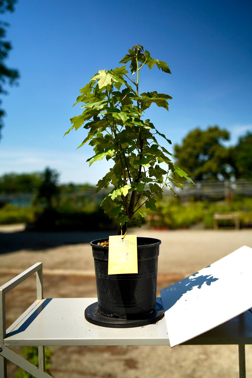 Liquidambar styraciflua, Storace americano, Pezzo Unico n. 7 - 40 cm PREBONSAI, BONSAI