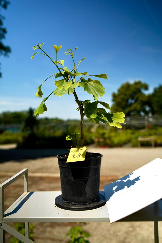 Ginkgo biloba, Pezzo Unico n. 18 - 30 cm PREBONSAI, BONSAI
