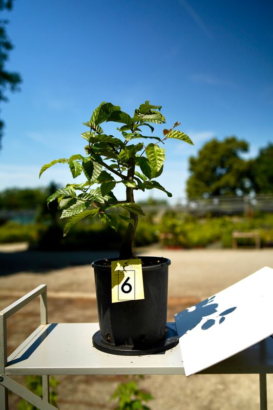 Carpino Bianco, Carpinus Betulus, Pezzo Unico n. 6 - 36 cm PREBONSAI, BONSAI