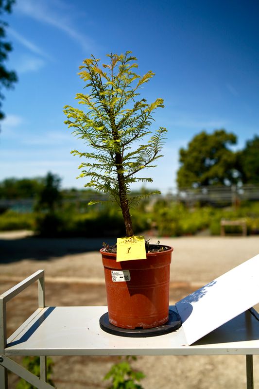 Metasequoia glyptostroboides, Pezzo Unico n. 1 - 40 cm PREBONSAI, BONSAI