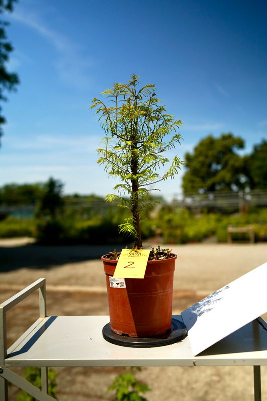 Metasequoia glyptostroboides, Pezzo Unico n. 2 - 36 cm PREBONSAI, BONSAI