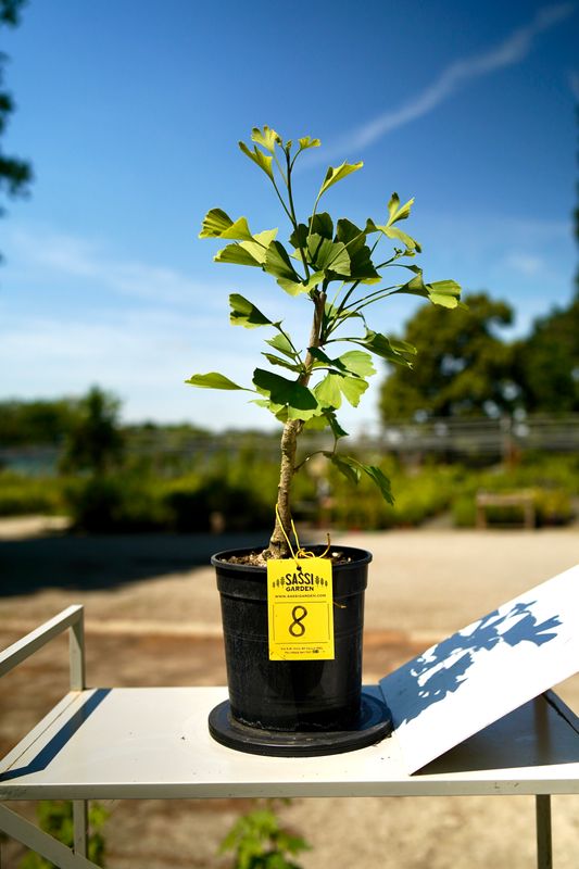 Ginkgo biloba, Pezzo Unico n. 8 - 30 cm PREBONSAI, BONSAI
