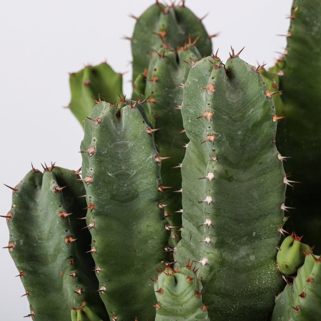 Euphorbia resinifera, Euforbia resinosa - vaso Ø13 cm