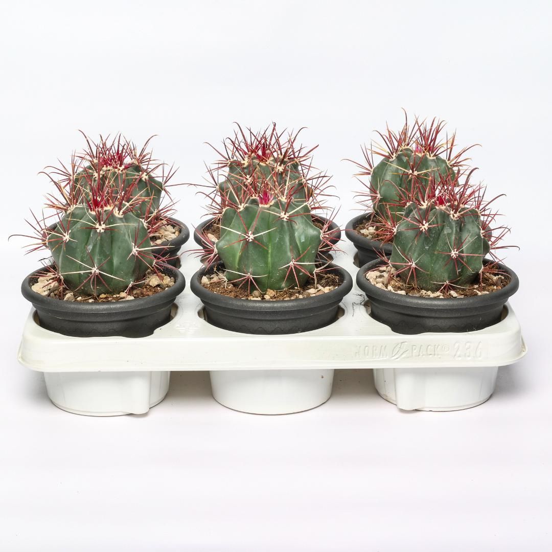 Ferocactus Coloratus - vaso Ø13 cm