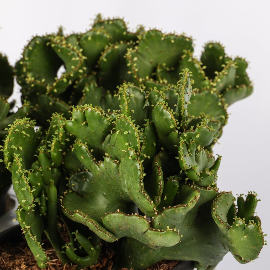 Euphorbia leucodendron crestata - vaso Ø13,5 cm