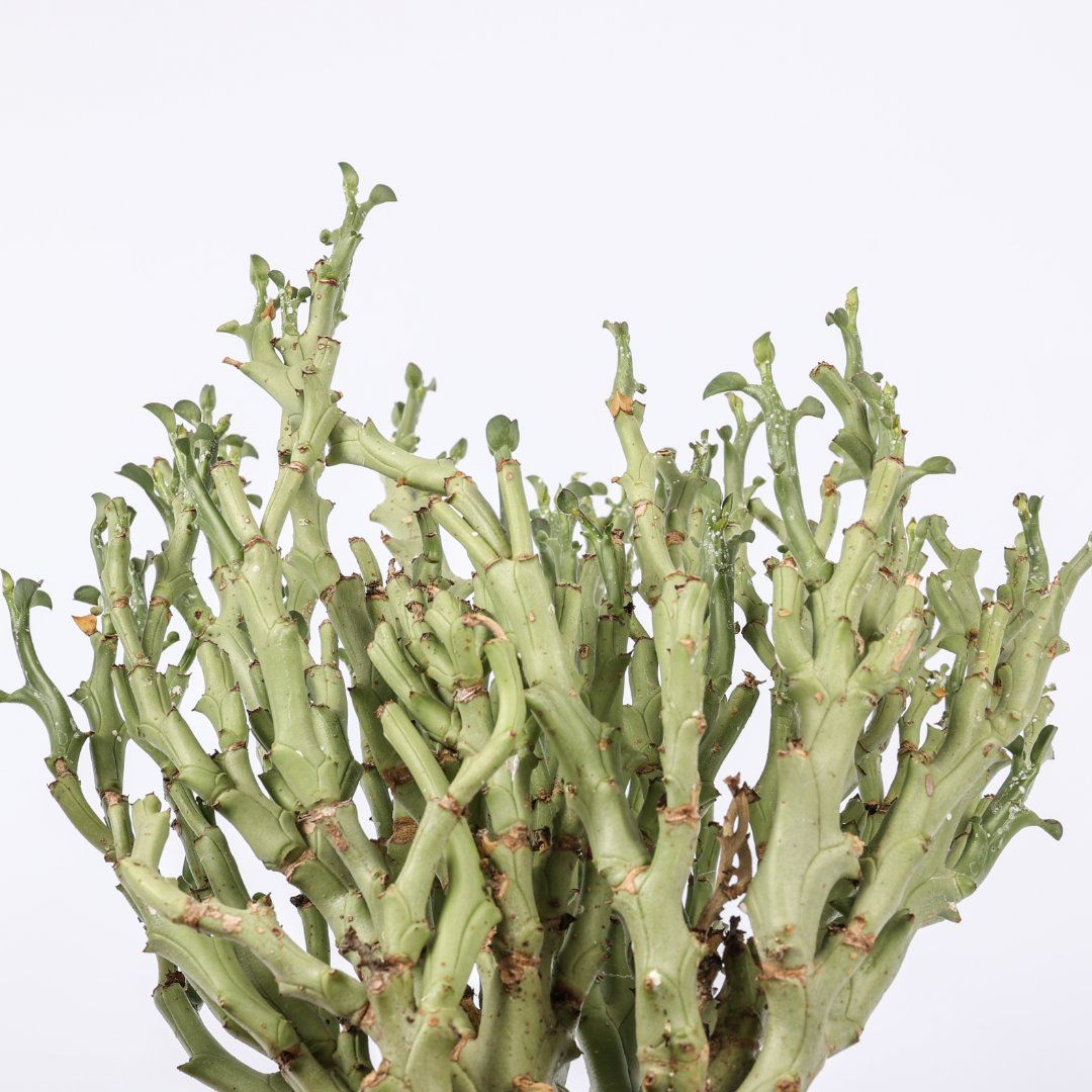 Euphorbia hamata - vaso 17