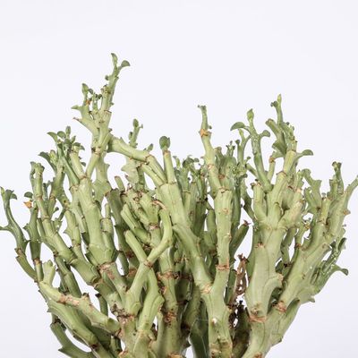 Euphorbia hamata - vaso Ø17 cm