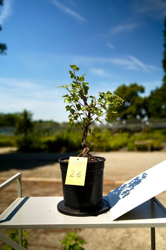 Acer buergerianum, Acero Tridente, Pezzo Unico n. 26 - h 20 cm PREBONSAI, BONSAI