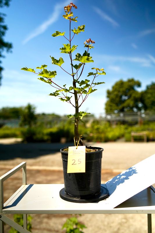 Acer buergerianum, Acero Tridente, Pezzo Unico n. 25 - h 30 cm PREBONSAI, BONSAI