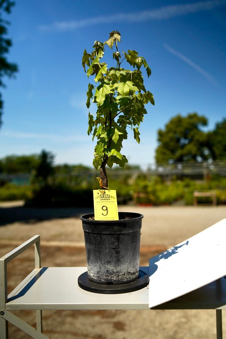 Liquidambar styraciflua, Storace americano, Pezzo Unico n. 9 - 30 cm PREBONSAI, BONSAI