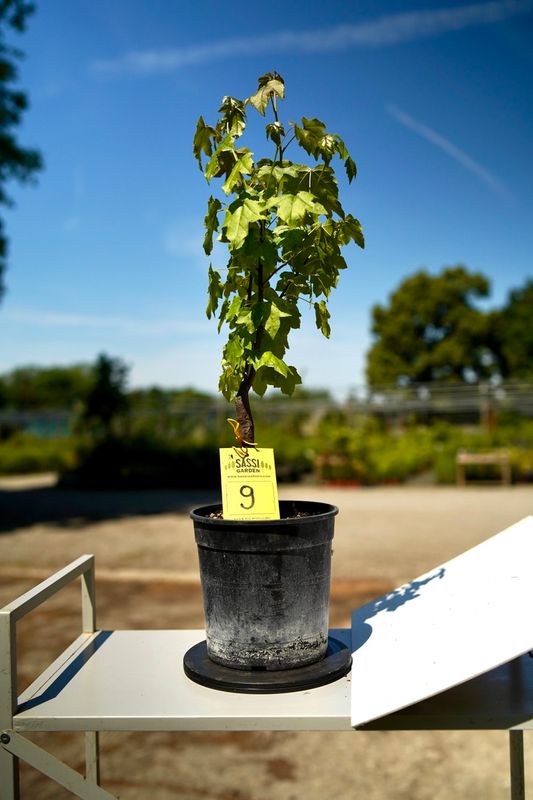 Liquidambar styraciflua, Storace americano, Pezzo Unico n. 9 - 30 cm PREBONSAI, BONSAI