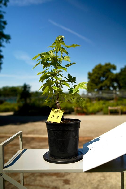 Liquidambar styraciflua, Storace americano, Pezzo Unico n. 21 - h 30 cm PREBONSAI, BONSAI