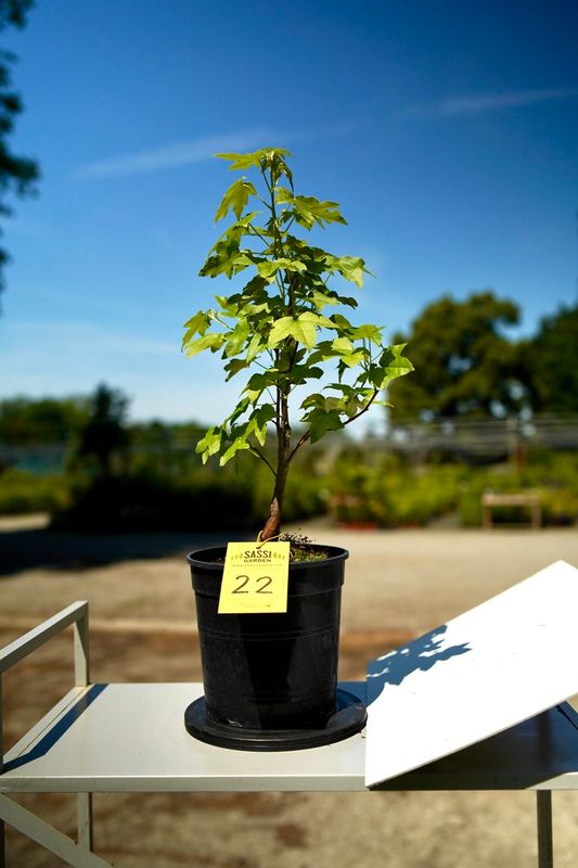Liquidambar styraciflua, Storace americano, Pezzo Unico n. 22 - h 30 cm PREBONSAI, BONSAI