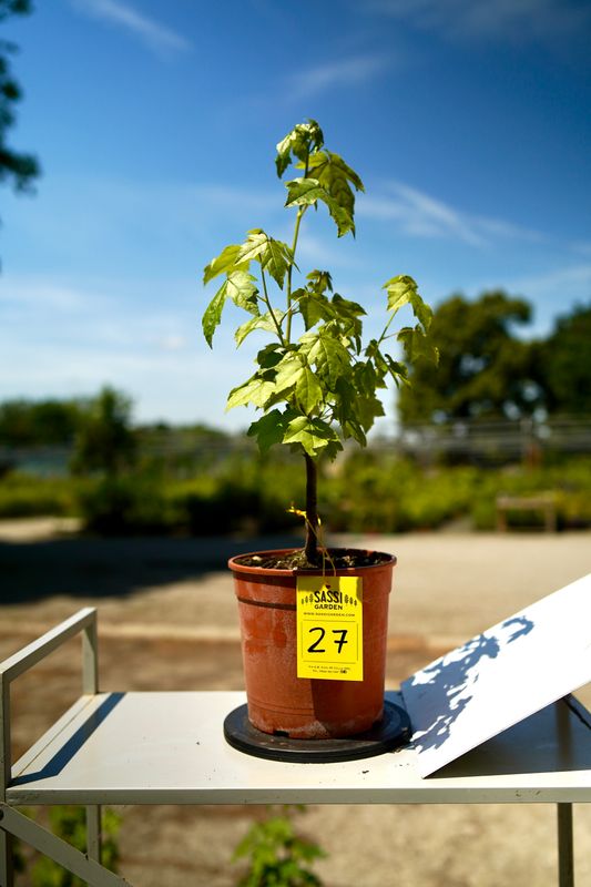 Liquidambar styraciflua, Storace americano, Pezzo Unico n. 27 - h 30 cm PREBONSAI, BONSAI