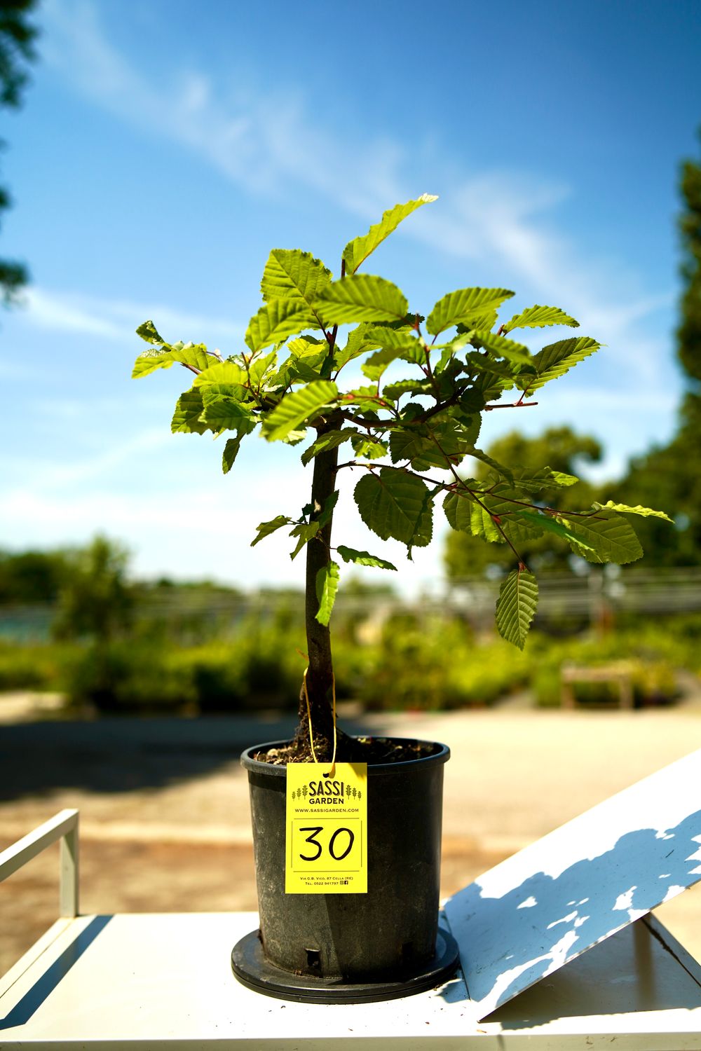 Carpino Bianco, Carpinus betulus, pezzo unico n. 30 - 25 cm PREBONSAI, BONSAI