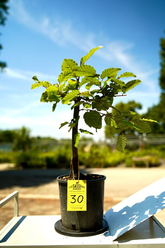 Carpino Bianco, Carpinus betulus, pezzo unico n. 30 - 25 cm PREBONSAI, BONSAI