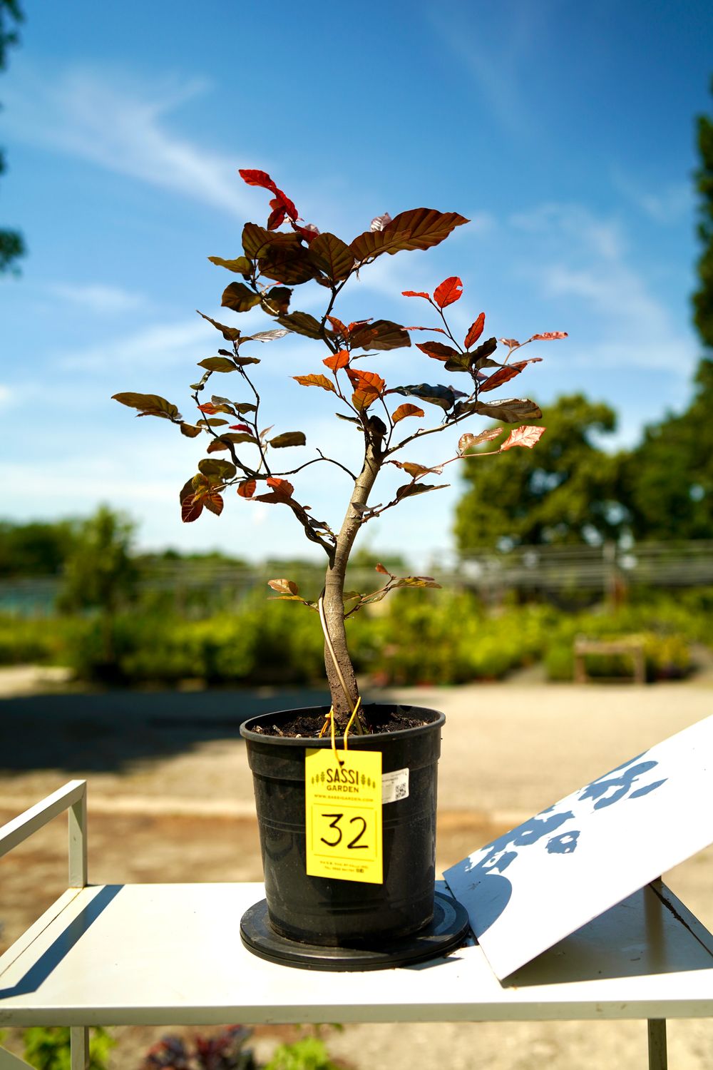 Fagus Sylvatica Atropurpurea, Faggio Rosso, Pezzo Unico n. 32 - h 30 cm PREBONSAI, BONSAI