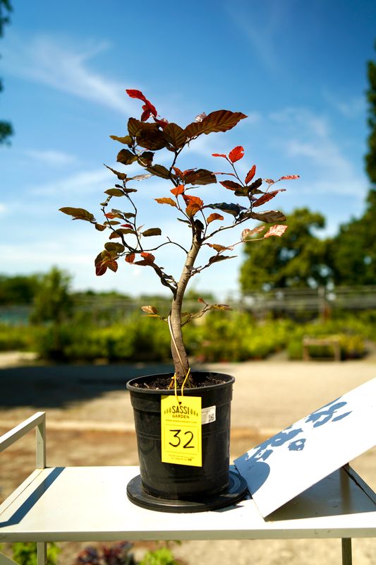 Fagus Sylvatica Atropurpurea, Faggio Rosso, Pezzo Unico n. 32 - h 30 cm PREBONSAI, BONSAI