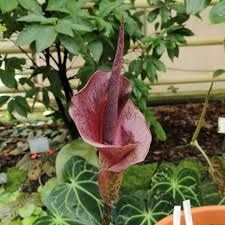 Amorphophallus konjac - lingua del diavolo - giglio del serpente   - vaso Ø12 cm