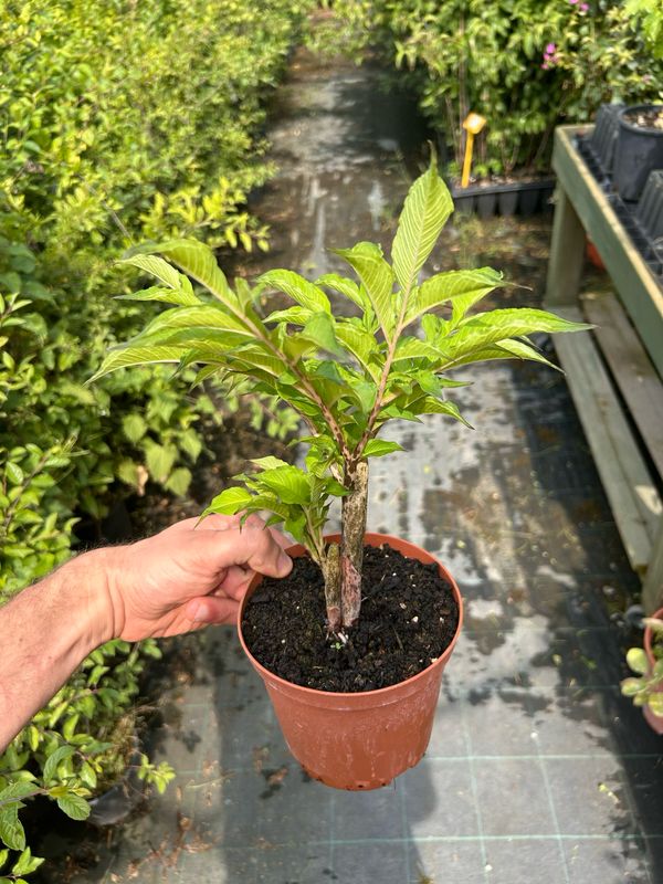 Amorphophallus konjac, lingua del diavolo, giglio del serpente - vaso Ø12 cm