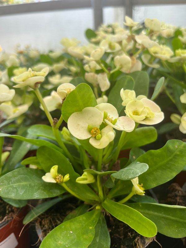 Euphorbia milii, Spina Christi, Spina di Cristo gialla - vaso Ø13 cm