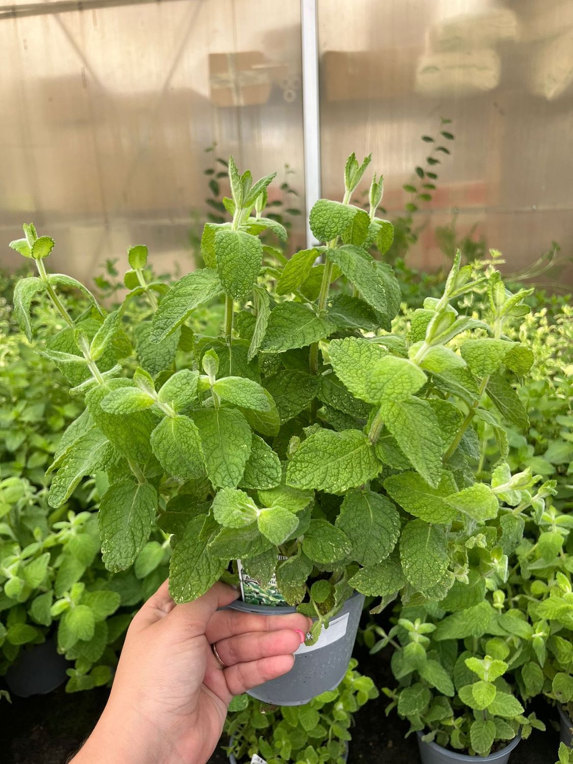Menta ananas - Mentha Suaveolens Ananas - vaso Ø14 cm