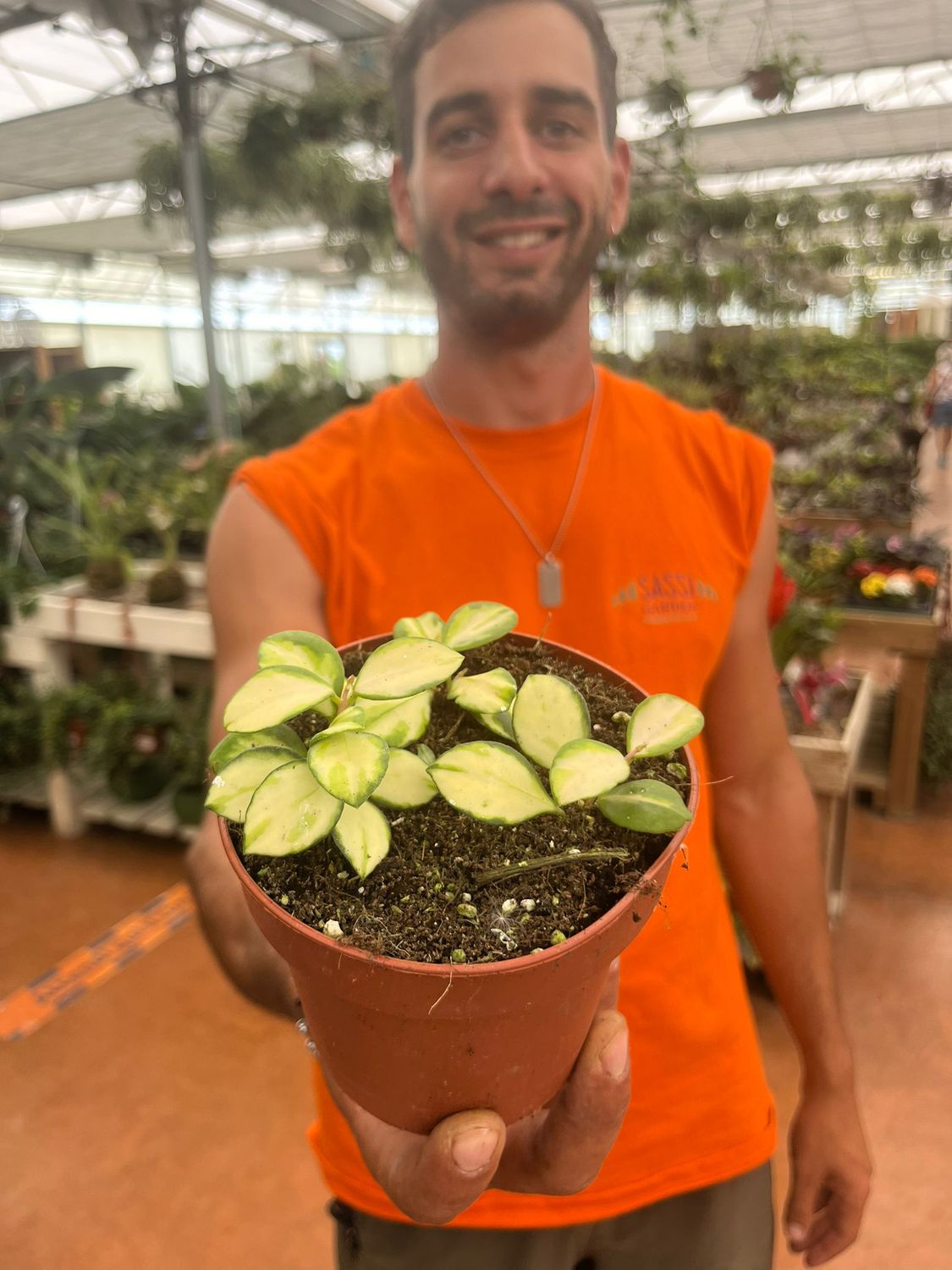Hoya heuschkeliana variegata - vaso Ø12