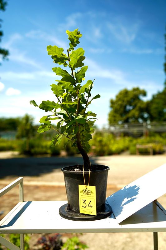 Quercus Petraea, Rovere, Quercia Pezzo Unico n. 34 - h 30 cm PREBONSAI, BONSAI