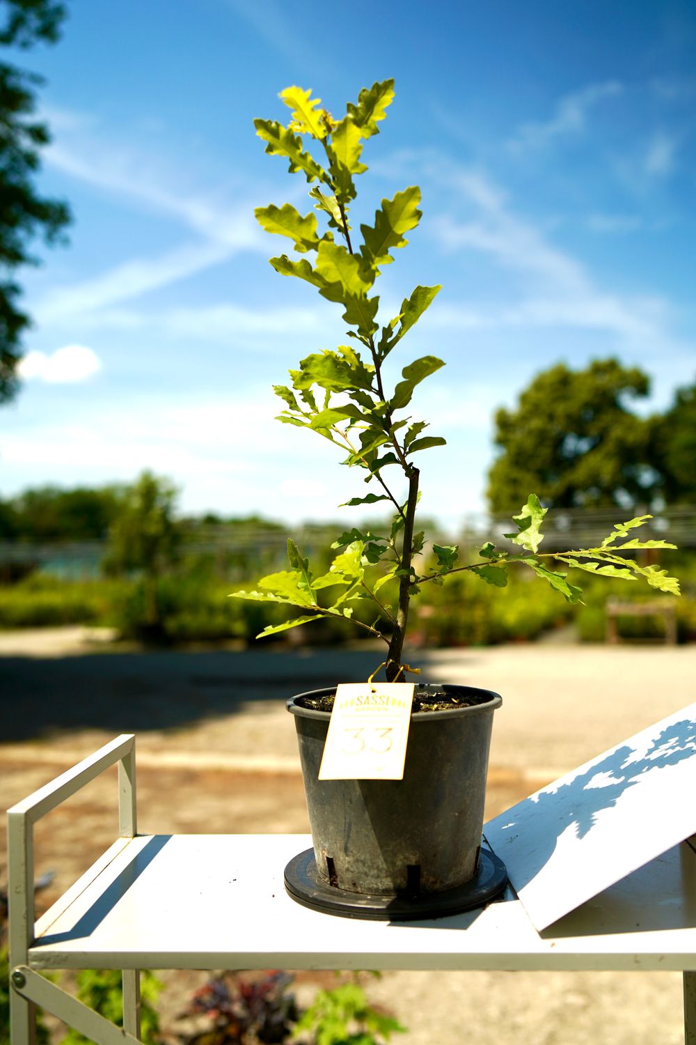 Quercus Petraea, Rovere, Quercia Pezzo Unico n. 33 - h 30 cm PREBONSAI, BONSAI