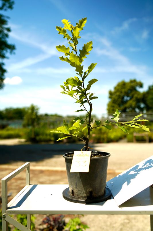 Quercus Petraea, Rovere, Quercia Pezzo Unico n. 33 - h 30 cm PREBONSAI, BONSAI