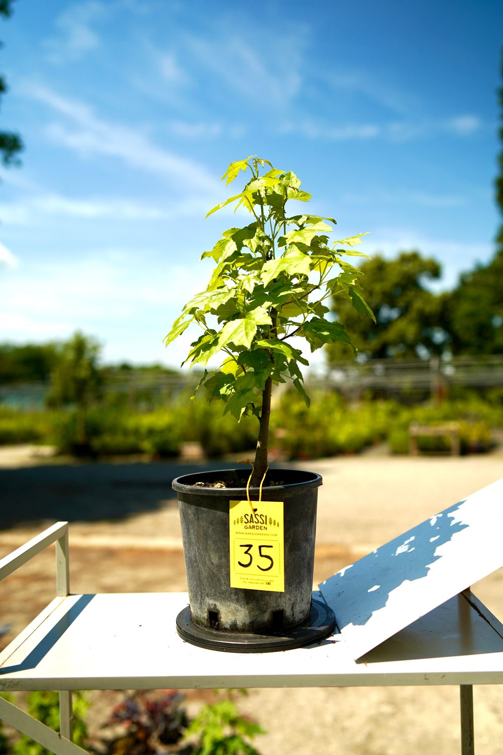 Liquidambar styraciflua, Storace americano, Pezzo Unico n. 35 - h 30 cm PREBONSAI, BONSAI