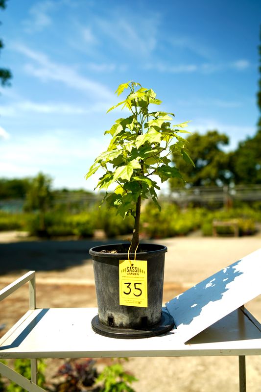 Liquidambar styraciflua, Storace americano, Pezzo Unico n. 35 - h 30 cm PREBONSAI, BONSAI