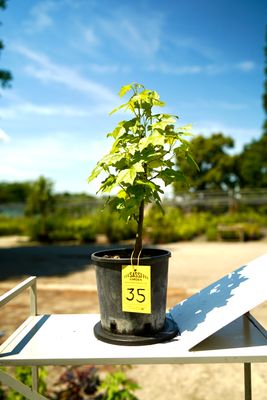 Liquidambar styraciflua, Storace americano, Pezzo Unico n. 35 - h 30 cm PREBONSAI, BONSAI