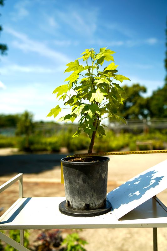 Liquidambar styraciflua, Storace americano, Pezzo Unico n. 35 - h 30 cm PREBONSAI, BONSAI